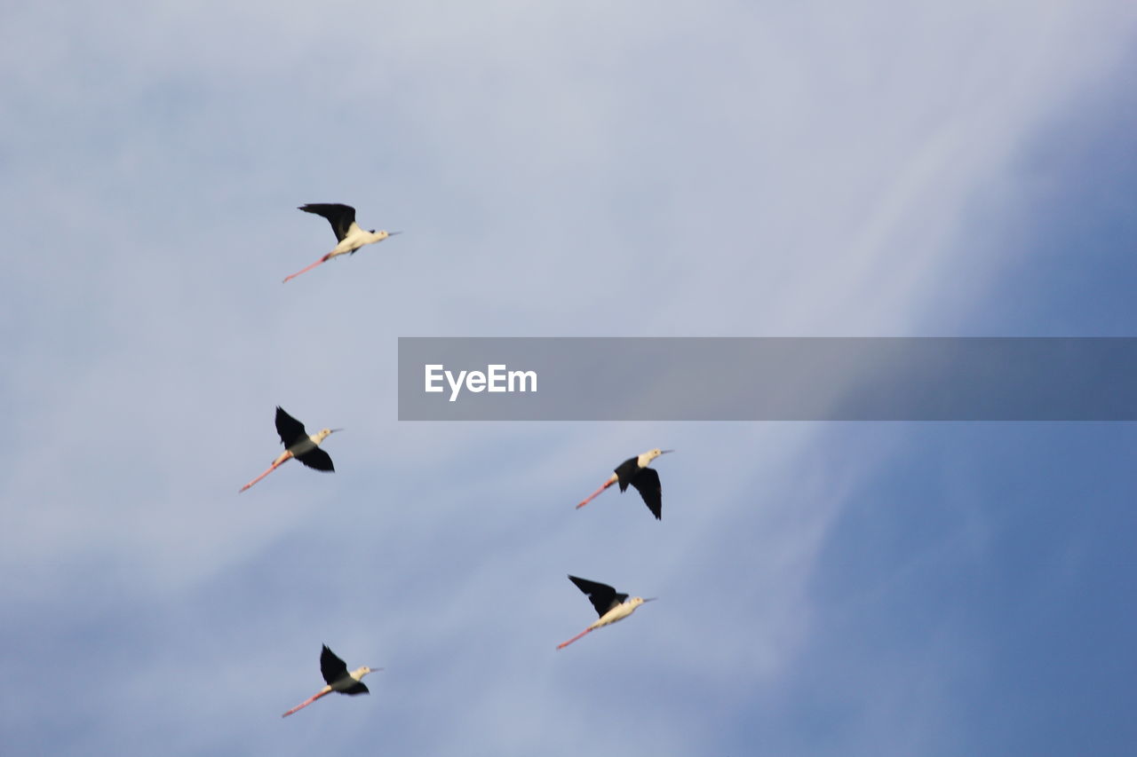 LOW ANGLE VIEW OF BIRDS FLYING AGAINST SKY