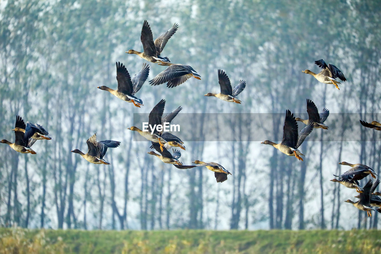 FLOCK OF BIRDS FLYING IN THE BACKGROUND