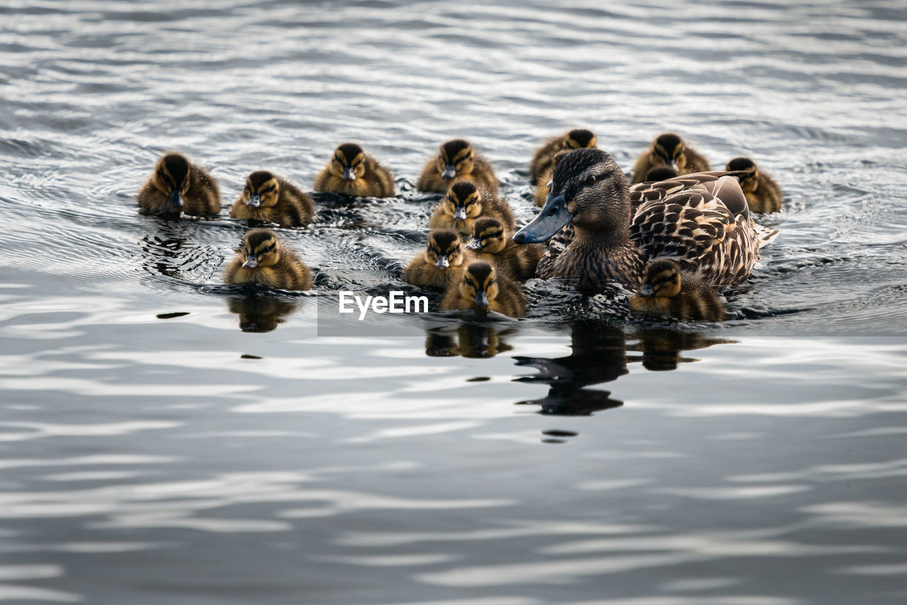 BIRDS SWIMMING IN A LAKE