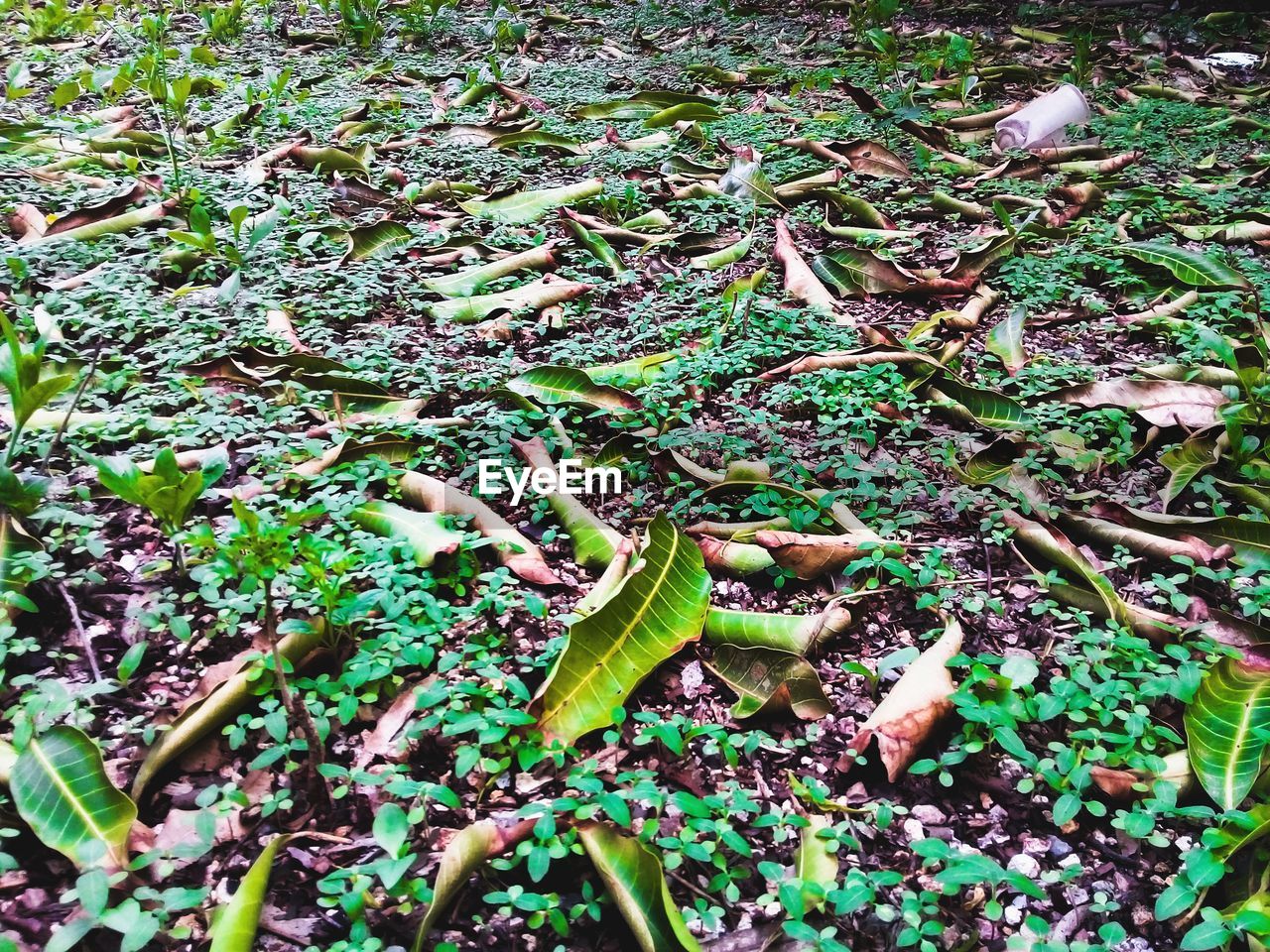 HIGH ANGLE VIEW OF FRESH GREEN PLANTS ON LAND