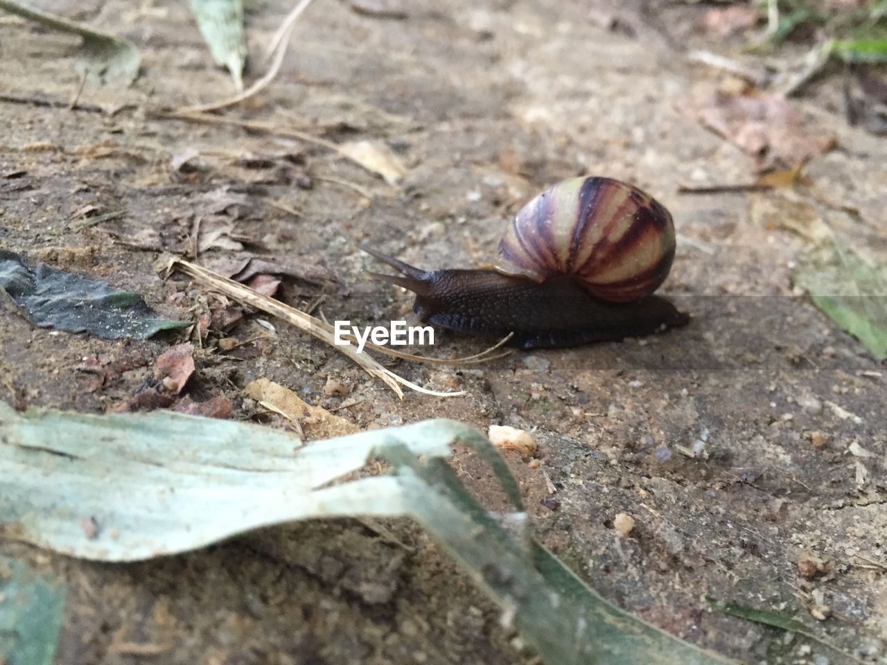 HIGH ANGLE VIEW OF SNAIL ON DIRT ROAD