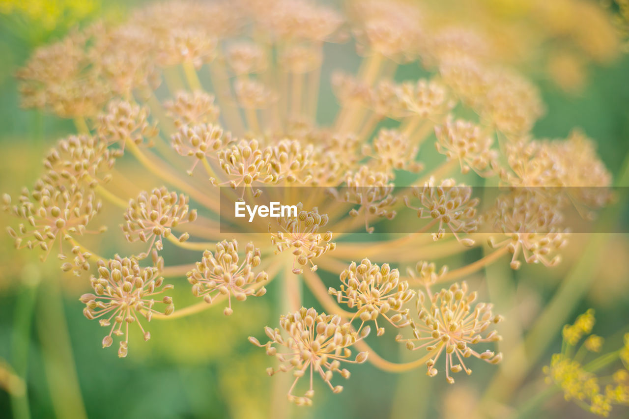 close-up of plant growing outdoors