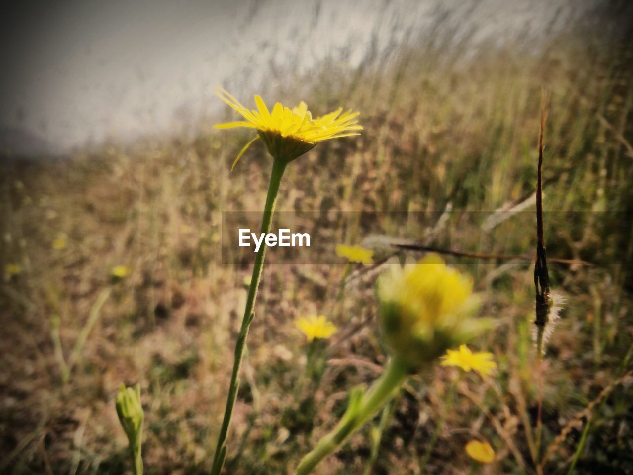 CLOSE-UP OF YELLOW FLOWERS BLOOMING ON FIELD