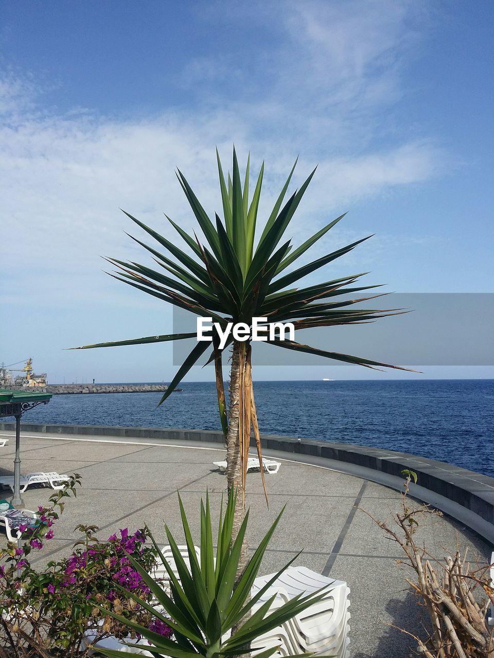 Palm tree by sea against sky