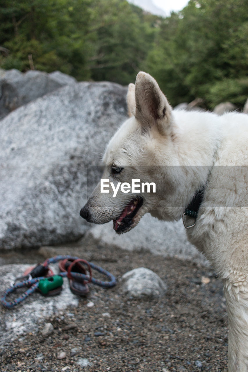 Close-up of dog on rock