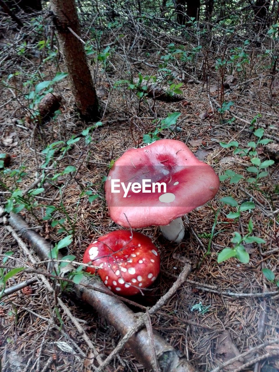 HIGH ANGLE VIEW OF MUSHROOM GROWING IN FIELD