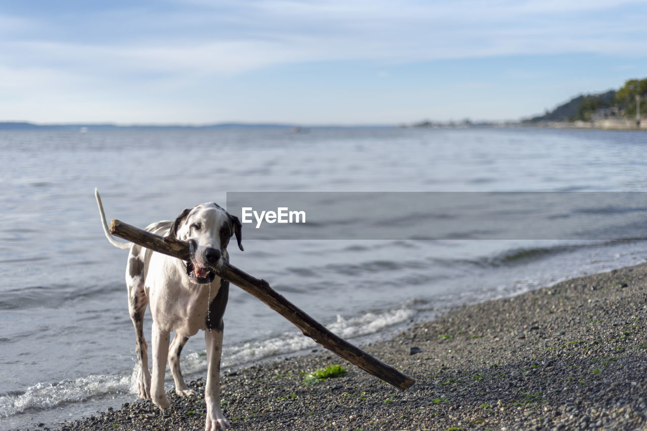 Dog carrying wood at beach against sky