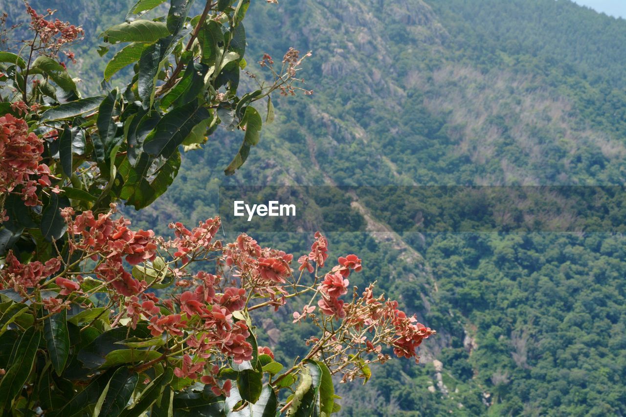 CLOSE-UP OF RED FLOWERS ON MOUNTAIN