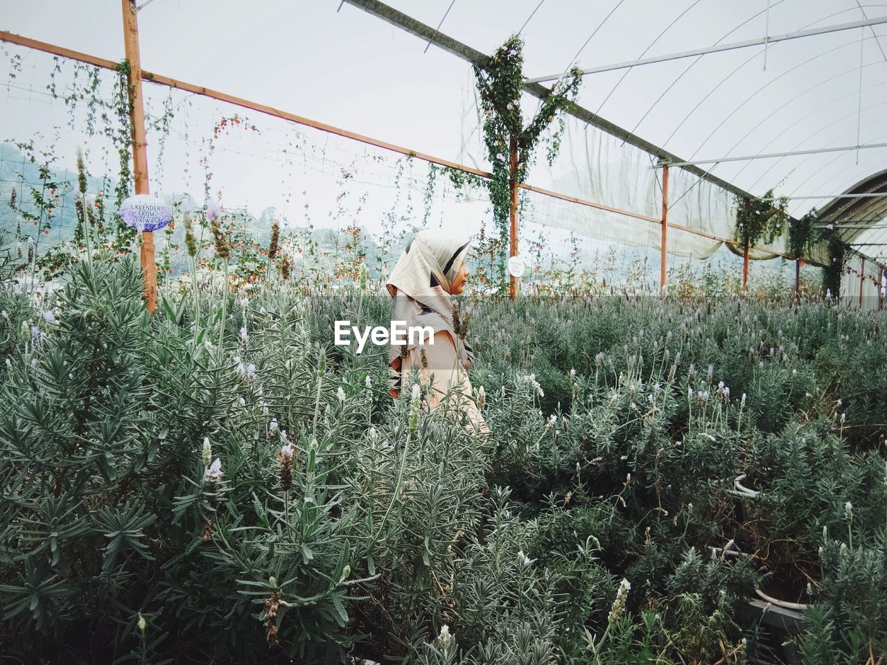 VIEW OF FLOWERING PLANTS THROUGH GREENHOUSE