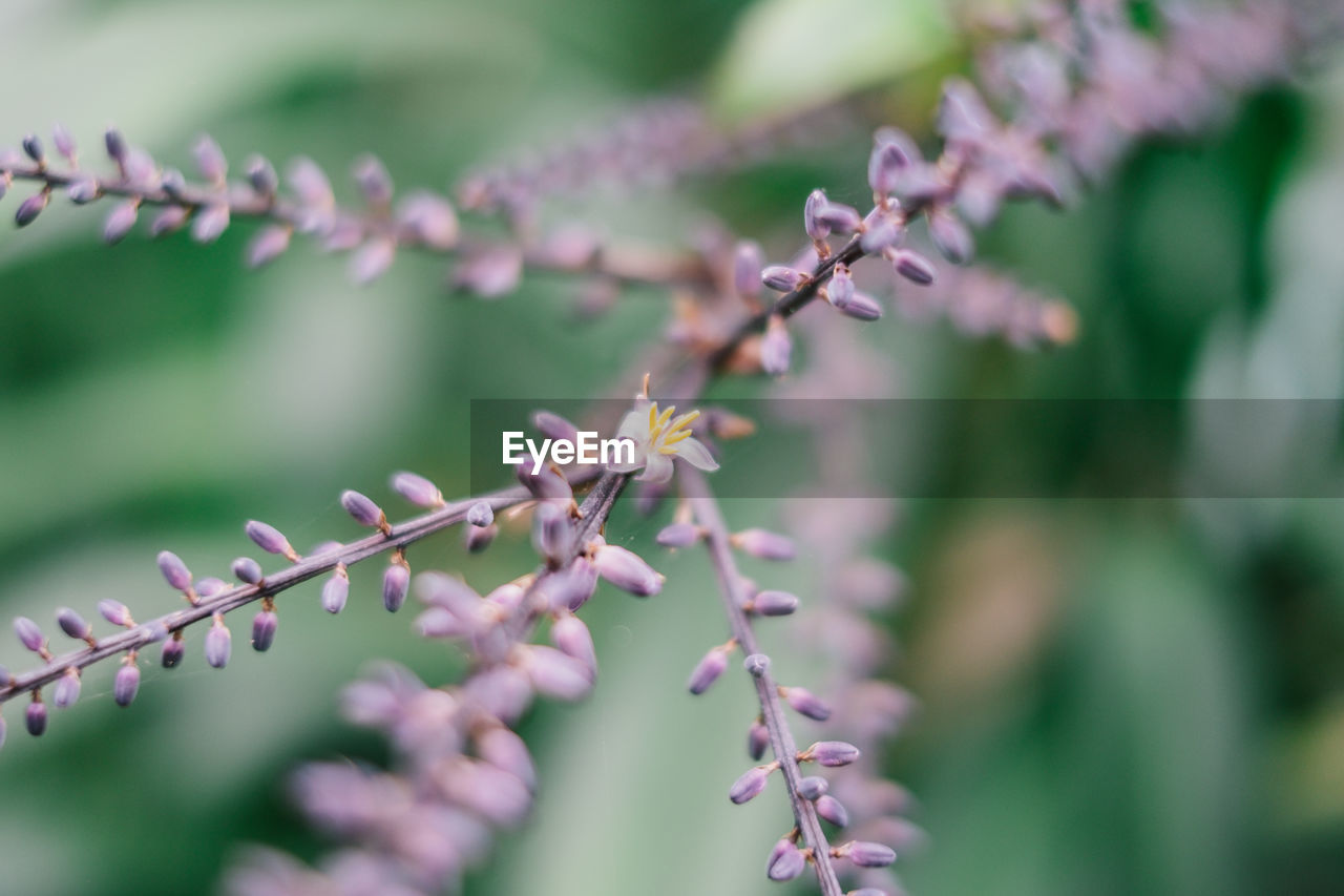 Close-up of purple flowering plant