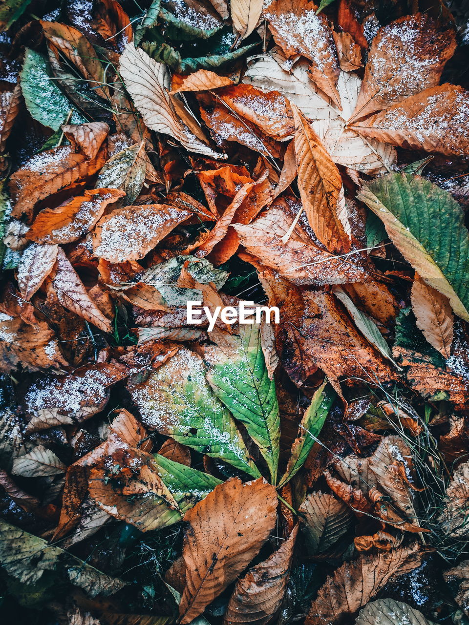 FULL FRAME SHOT OF DRY AUTUMN LEAVES ON FIELD