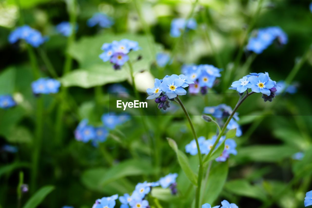 Close-up of purple flowering plants