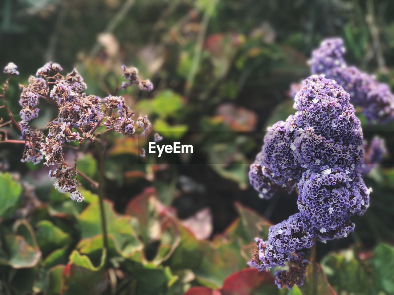 Close-up of purple flowers