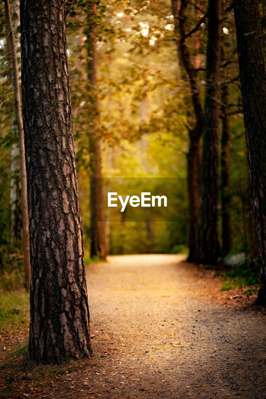 Trees growing in forest