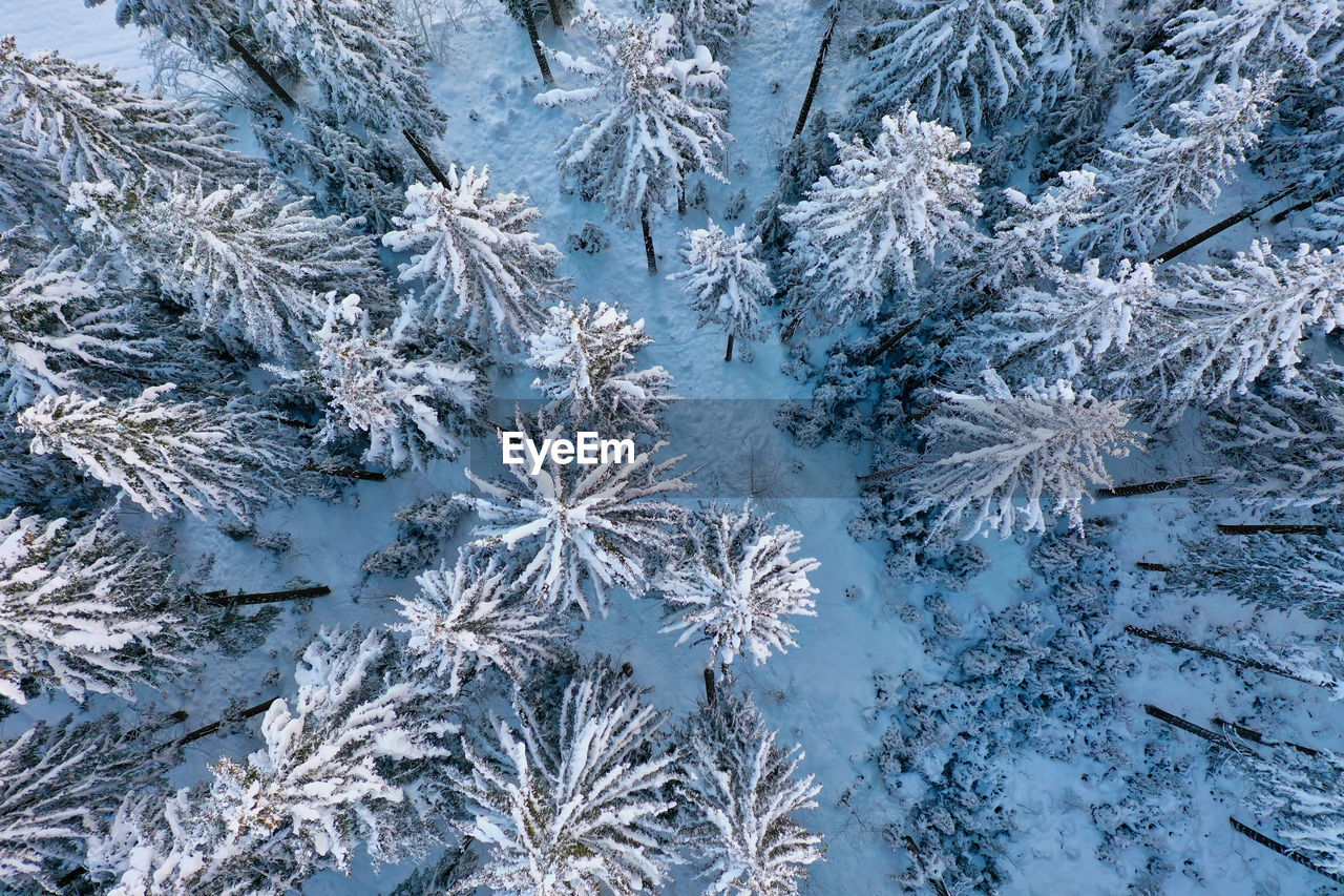 Full frame shot of frozen plants