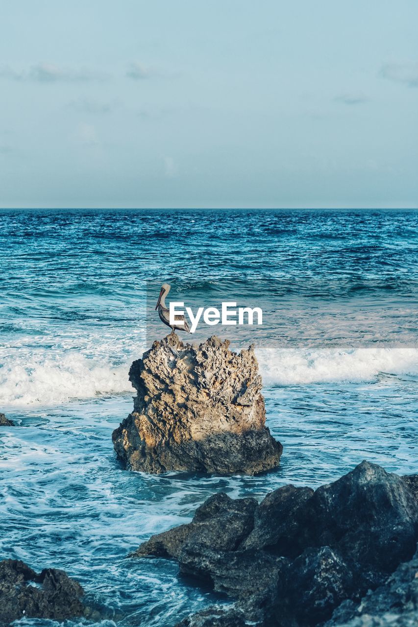 Pelican perching on rock in sea against sky