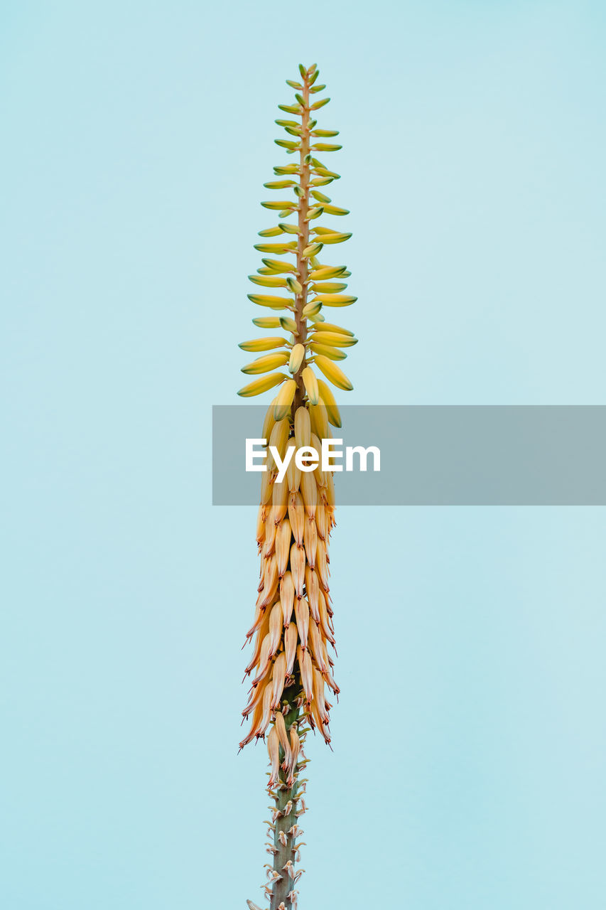 LOW ANGLE VIEW OF PLANT AGAINST CLEAR BLUE SKY