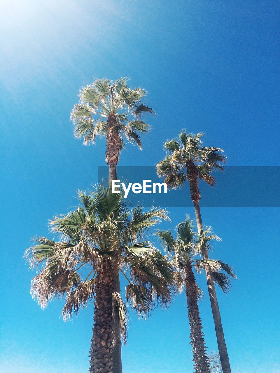 LOW ANGLE VIEW OF TREE AGAINST CLEAR BLUE SKY