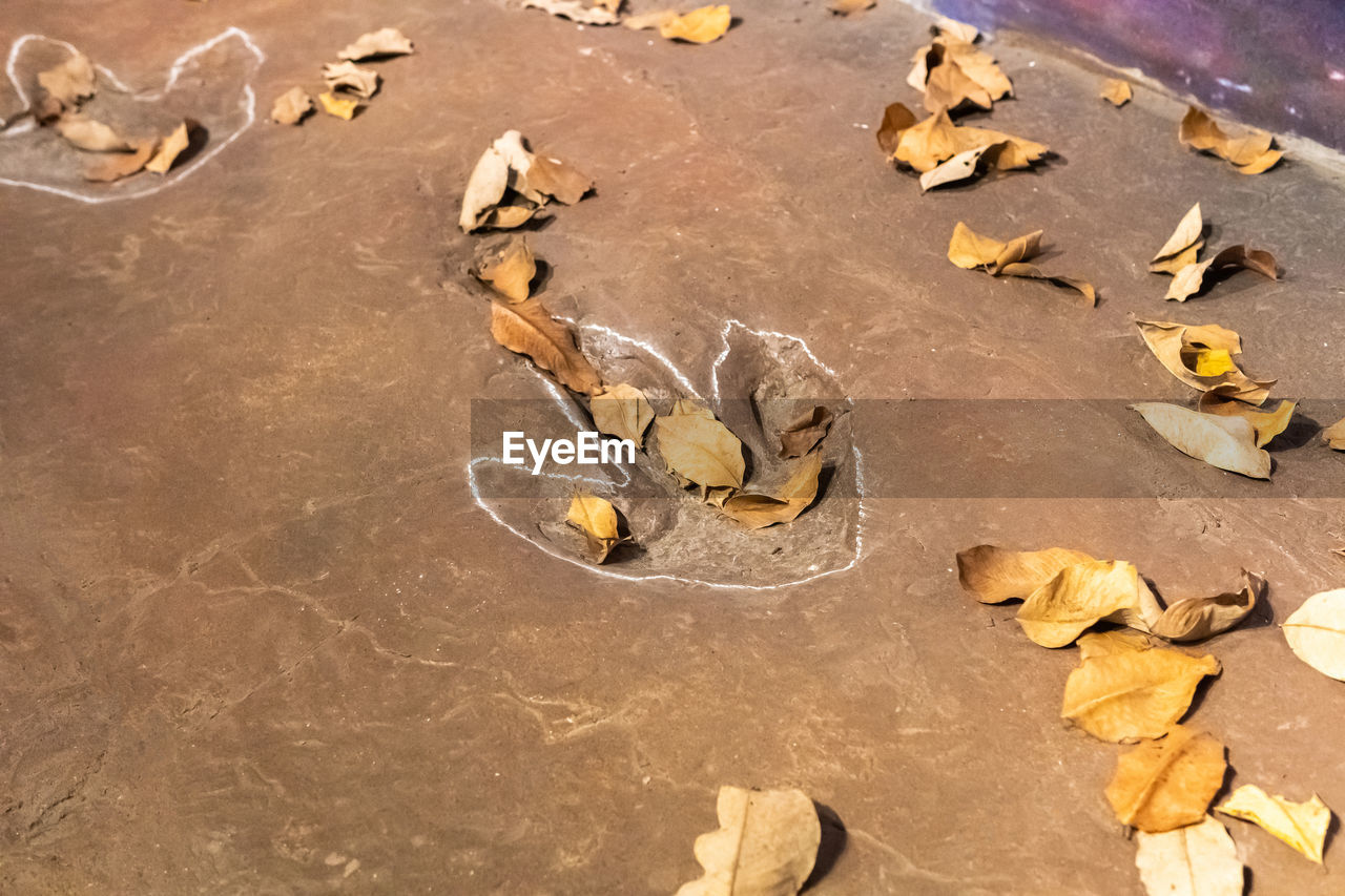 HIGH ANGLE VIEW OF DRY LEAVES ON FALLEN AUTUMN