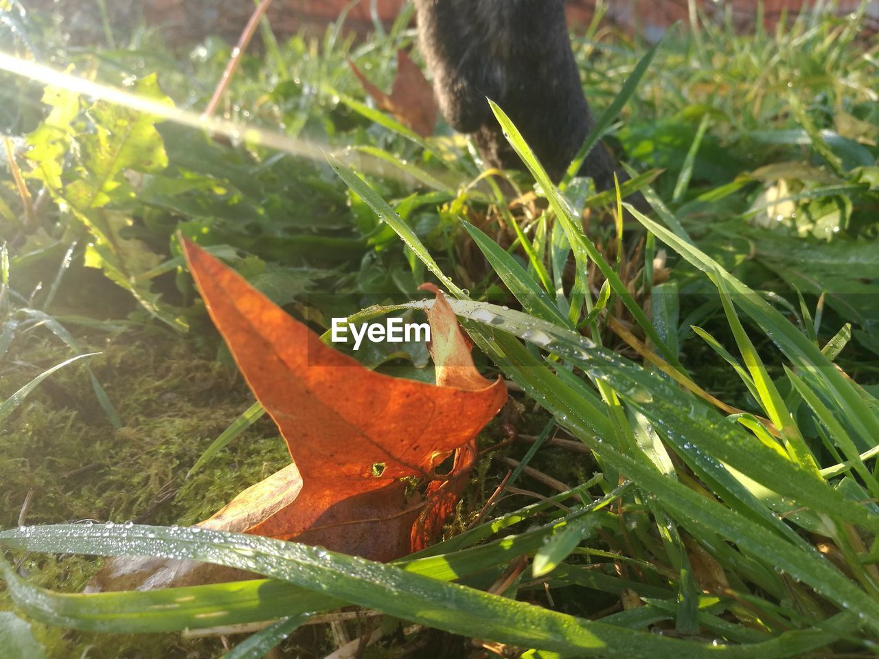 CLOSE-UP OF SNAKE ON PLANTS