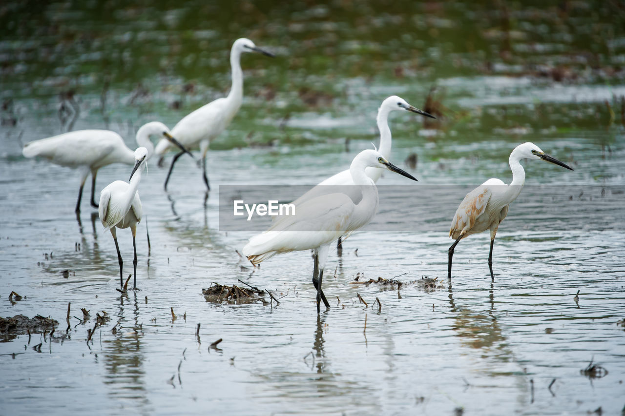 BIRDS ON LAKE