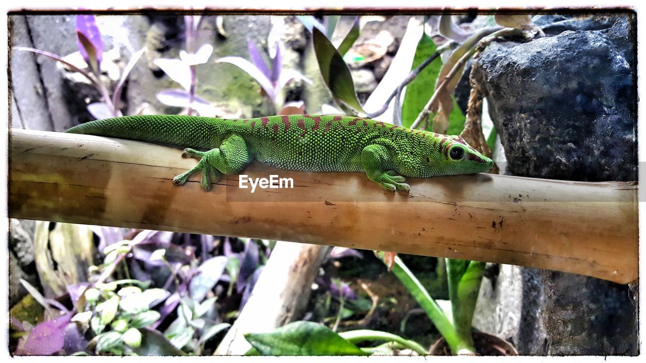 CLOSE-UP OF A LIZARD ON TREE