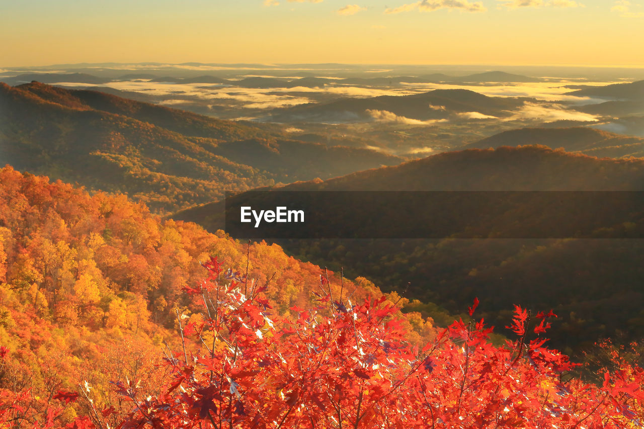 Autumn trees by landscape against sky during sunset