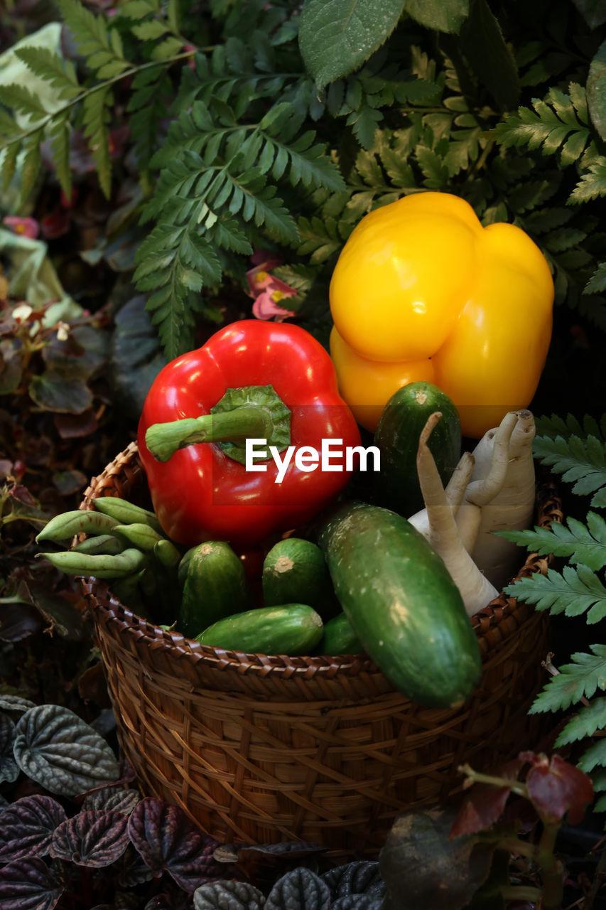 CLOSE-UP OF BELL PEPPERS AND BASKET IN WICKER