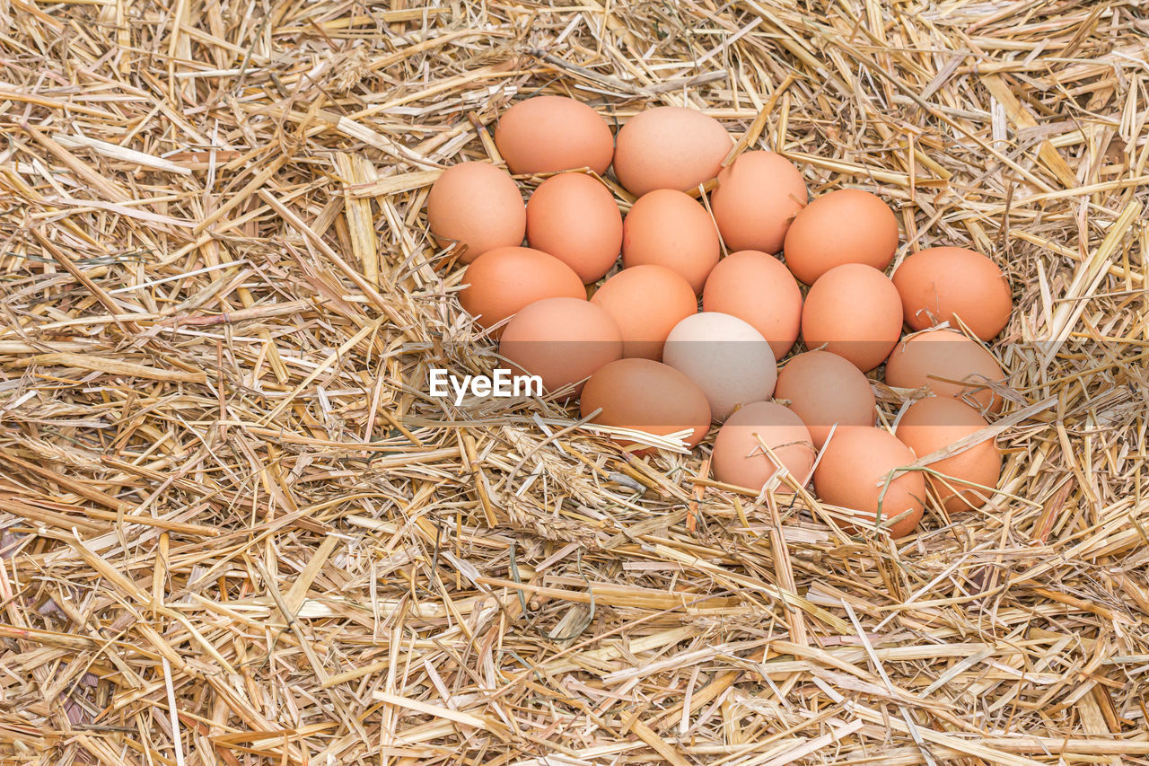 HIGH ANGLE VIEW OF BIRD IN NEST