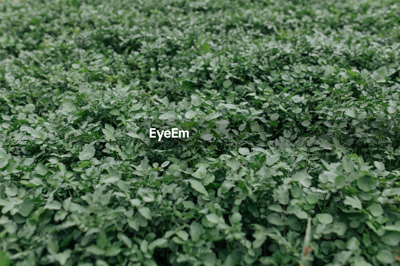 Full frame shot of plants