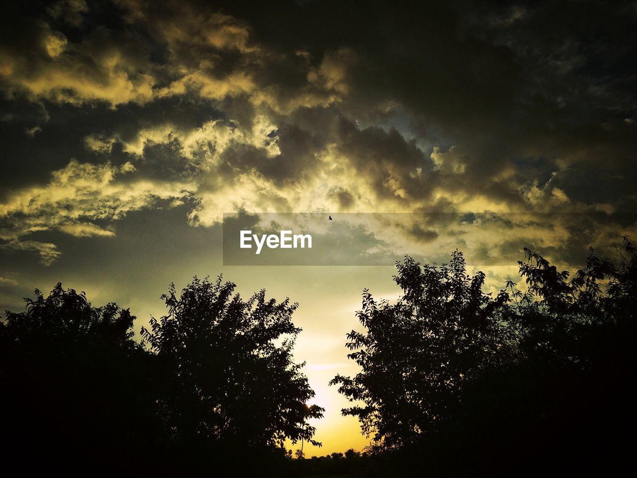 LOW ANGLE VIEW OF SILHOUETTE TREES AGAINST ORANGE SKY