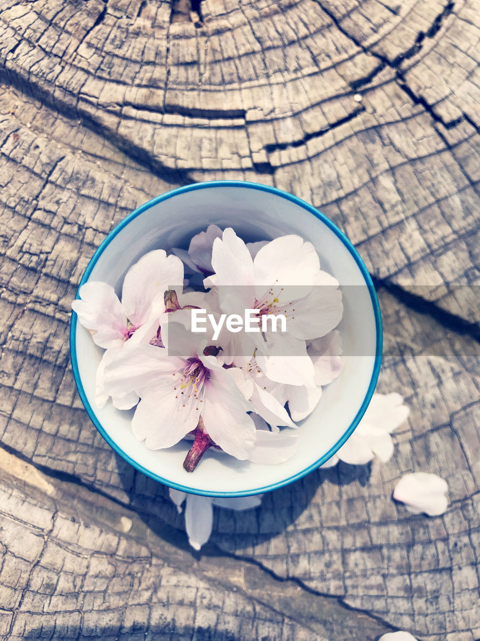 HIGH ANGLE VIEW OF WHITE FLOWER ON TABLE