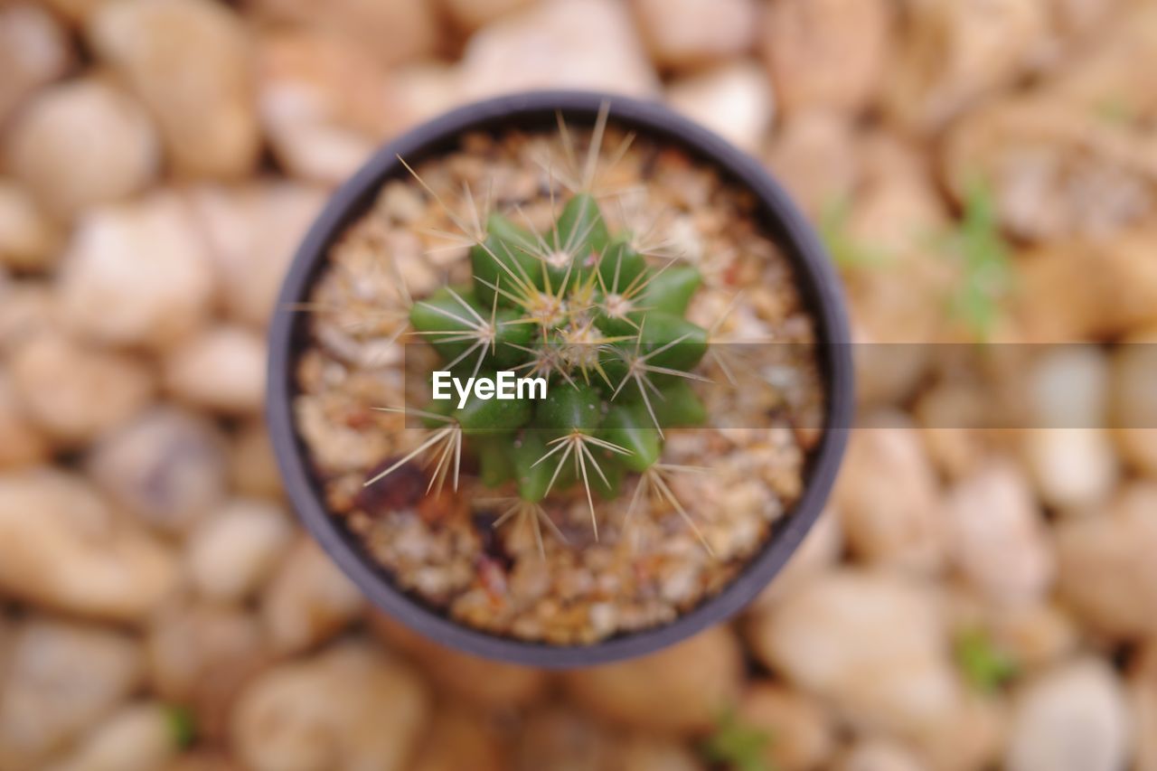 Close-up of succulent plant in pot