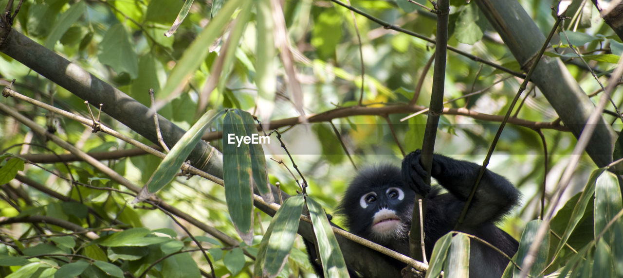 VIEW OF A MONKEY ON TREE