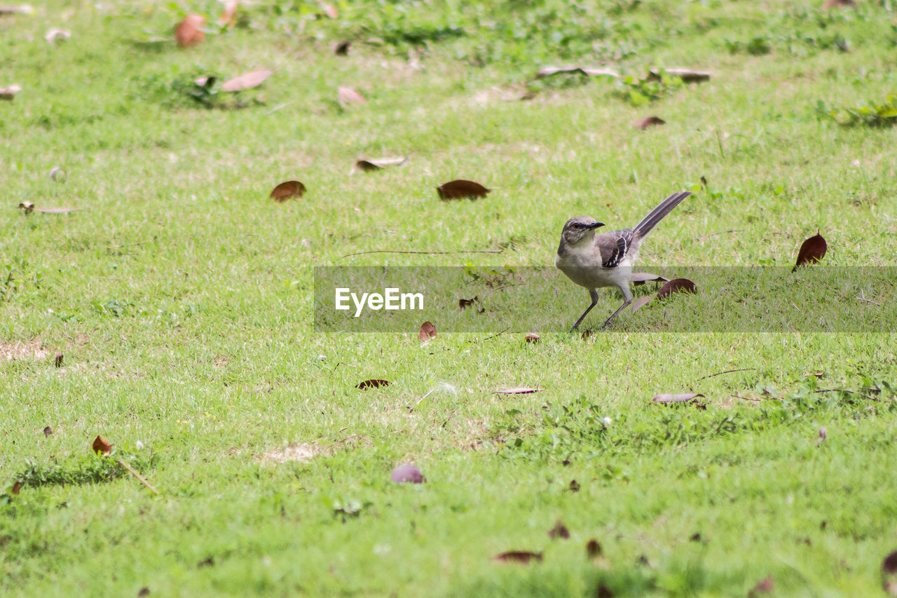 Birds perching on grass