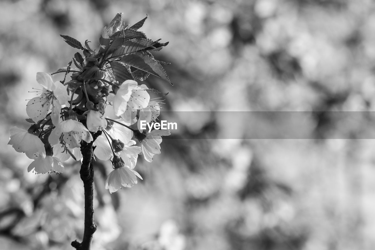 CLOSE-UP OF FLOWER TREE