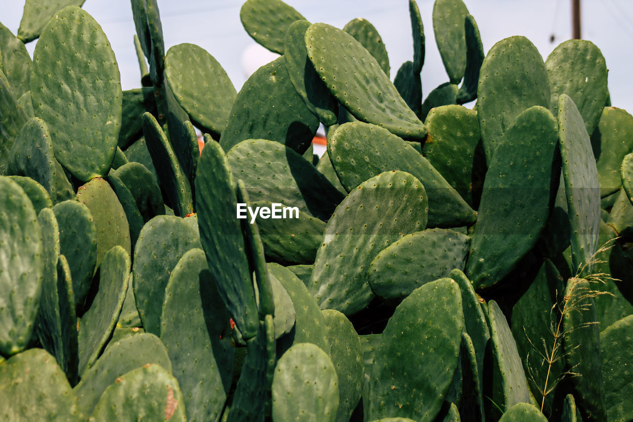 Close-up of succulent plants