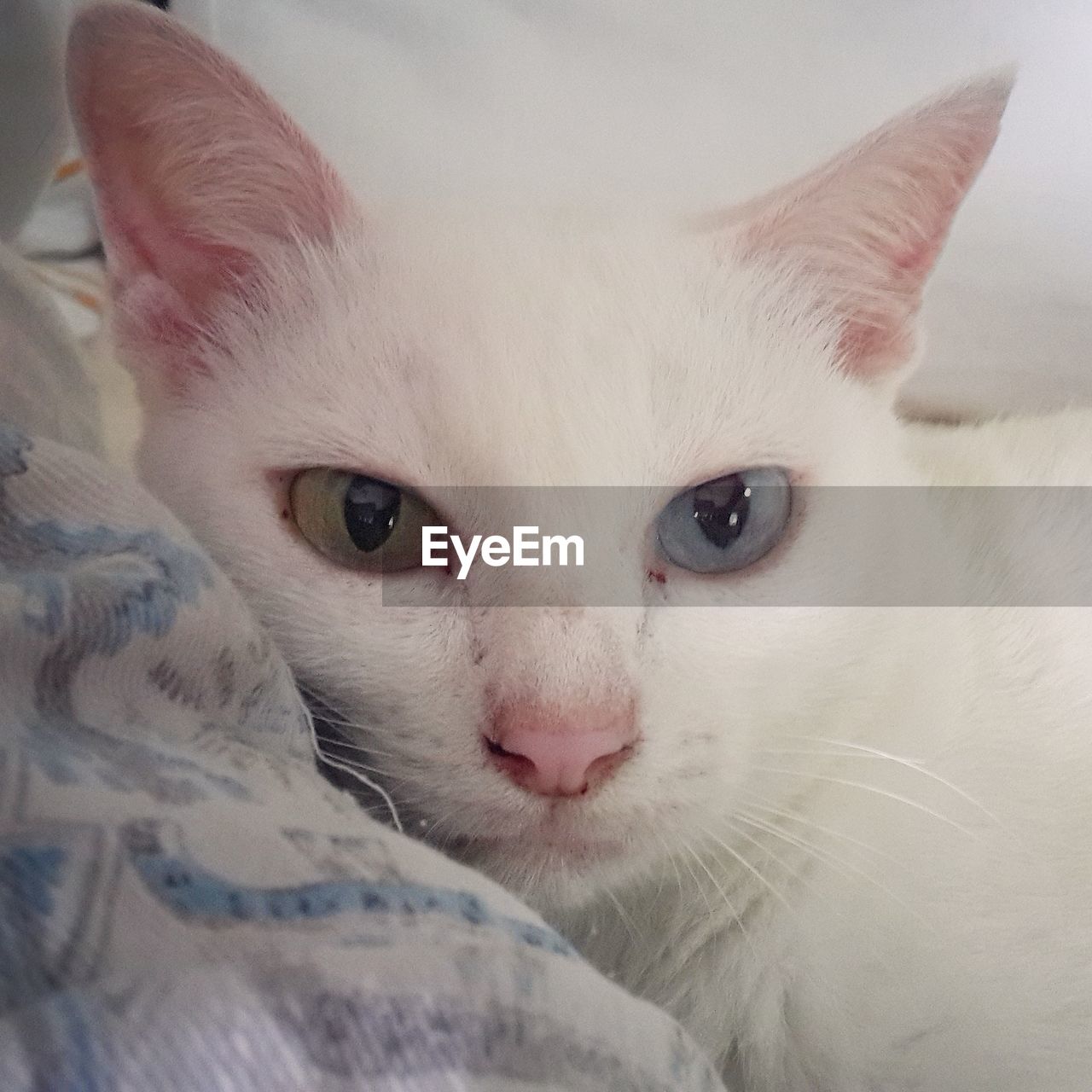 Close-up of cat