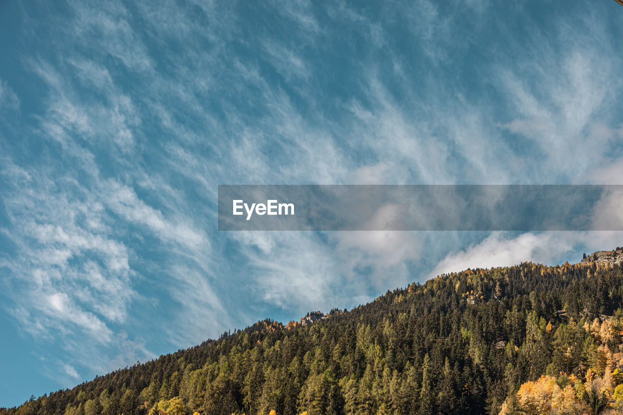 LOW ANGLE VIEW OF TREES AND PLANTS AGAINST SKY