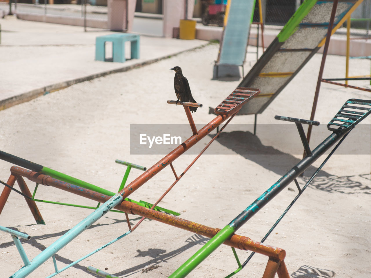 Bird perching on seesaw during sunny day