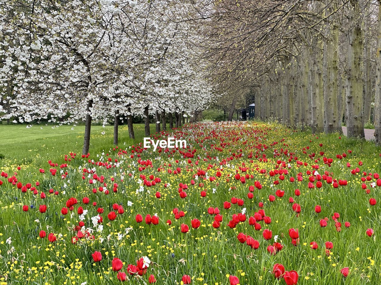 Blossoming spring plants, trees and flowers in the garden of trinity college cambridge in england