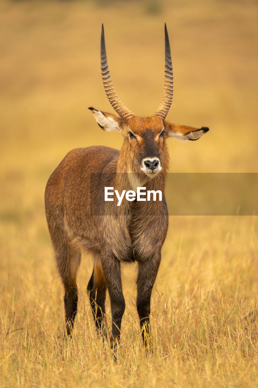 portrait of deer standing on field