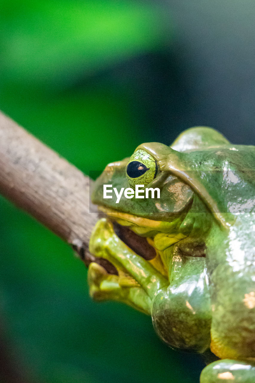 CLOSE-UP OF A FROG