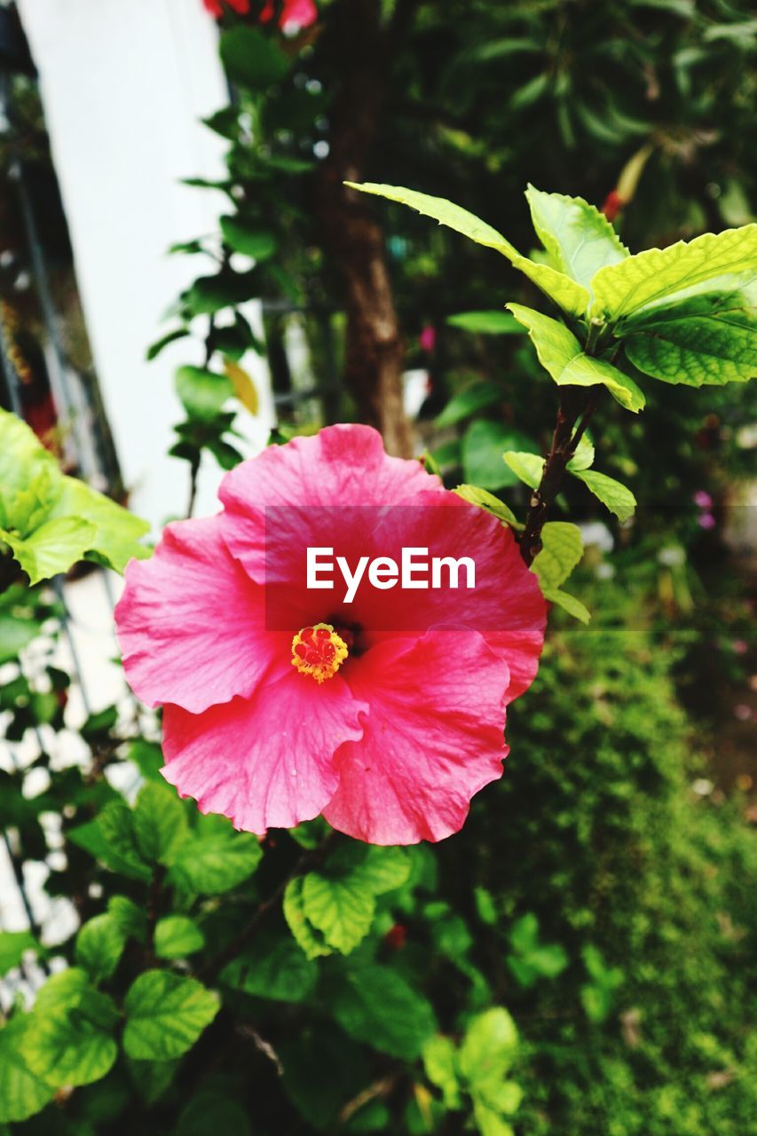 CLOSE-UP OF PINK HIBISCUS PLANT