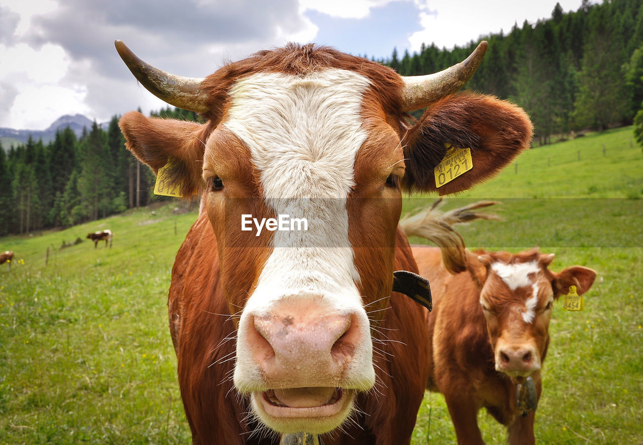 Portrait of cow on grassy field during sunny day