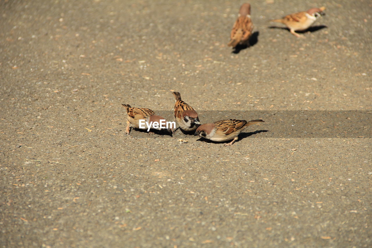 High angle view of sparrows on road