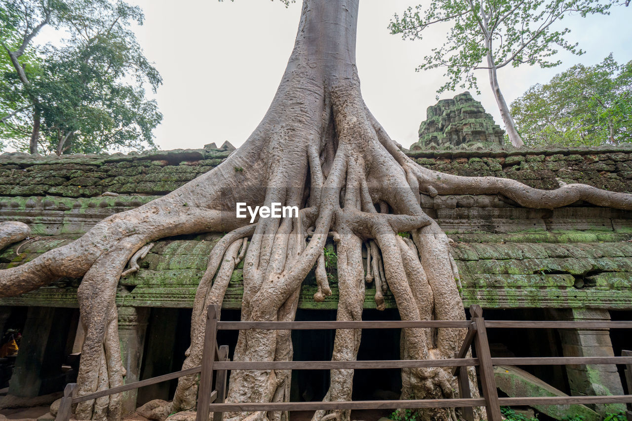 Tree roots cover a historic khmer temple in angkor wat, cambodia.