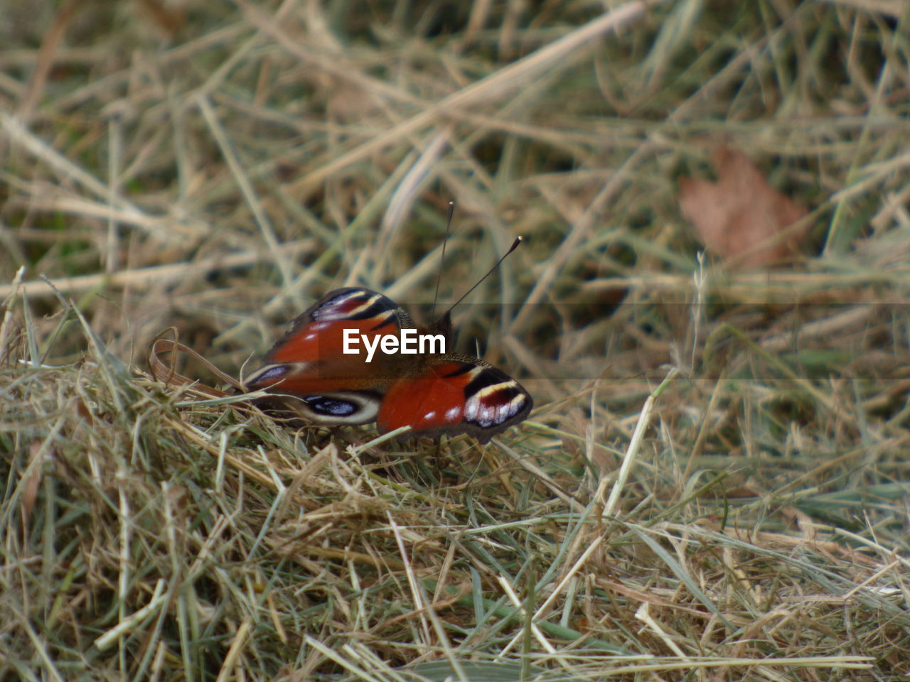 Close-up of butterfly on grass