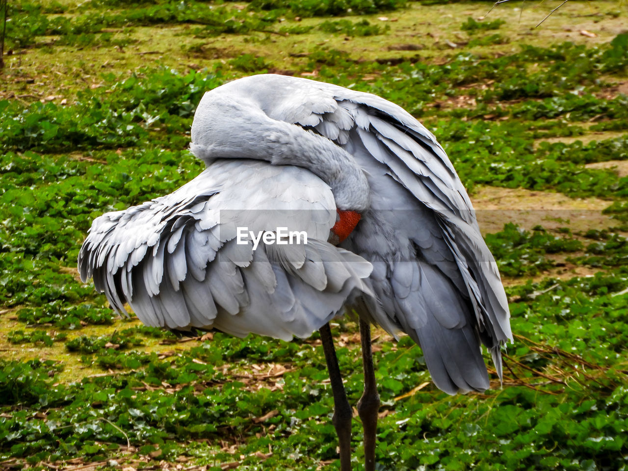 VIEW OF DUCK ON FIELD