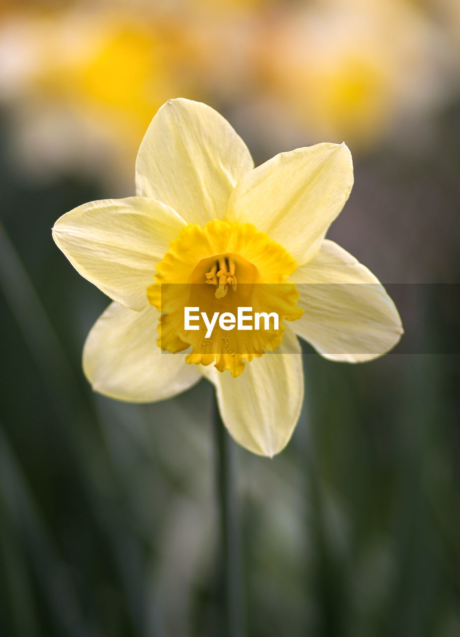 Close-up of yellow flower blooming outdoors